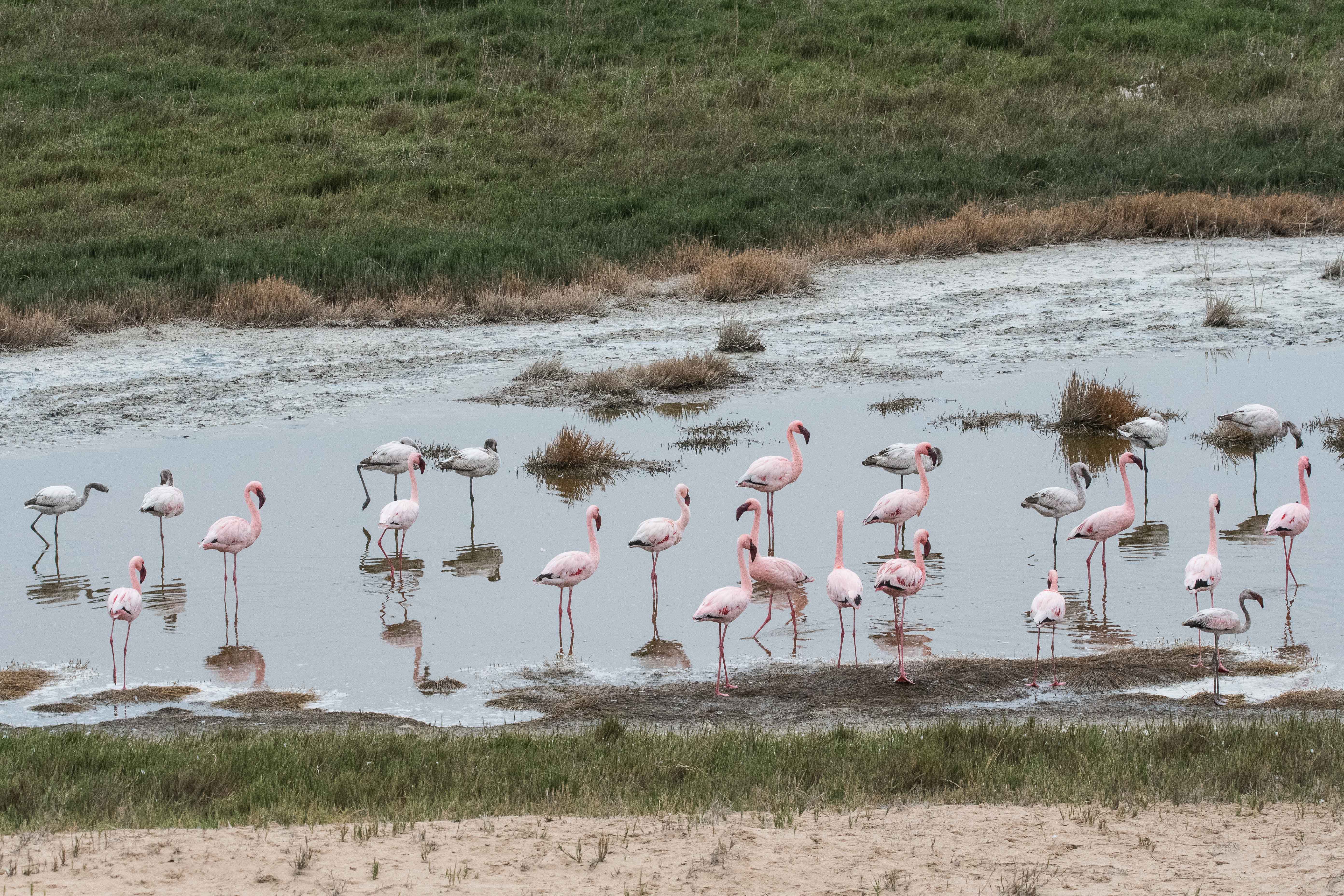Flamants nains (Lesser flamingos, Phoeniconaias minor), adultes et juvéniles, Delta de la rivière Kuiseb, Dorob National park, Namibie.